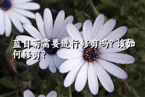 蓝目菊需要进行修剪吗？该如何修剪？