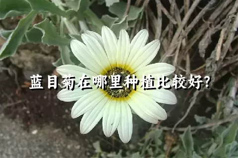 蓝目菊在哪里种植比较好？