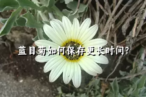 蓝目菊如何保存更长时间？