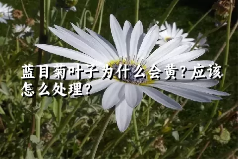 蓝目菊叶子为什么会黄？应该怎么处理？