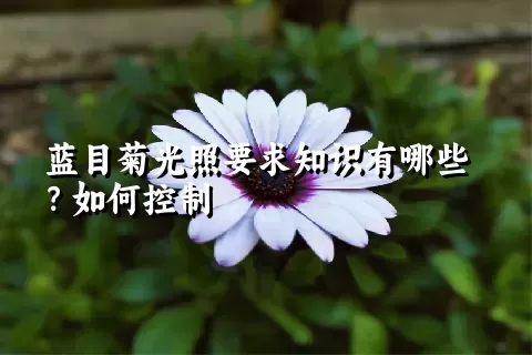 蓝目菊光照要求知识有哪些？如何控制