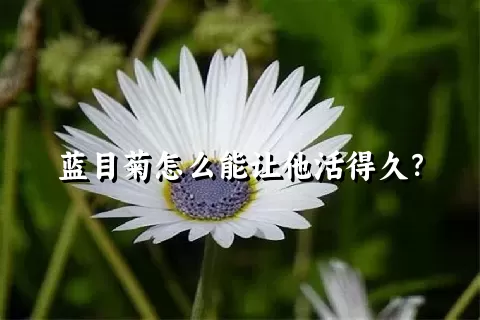 蓝目菊怎么能让他活得久？