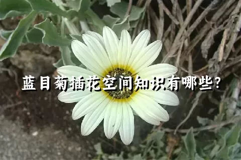 蓝目菊插花空间知识有哪些？