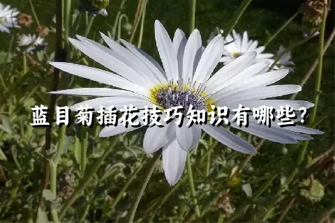 蓝目菊插花技巧知识有哪些？