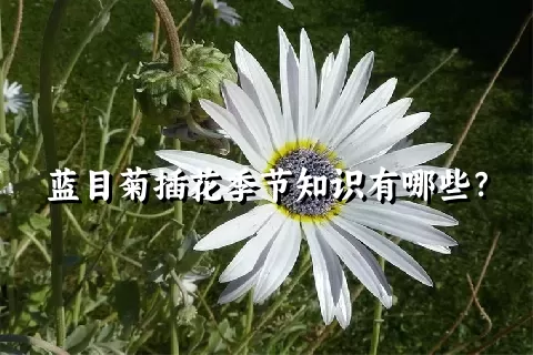 蓝目菊插花季节知识有哪些？