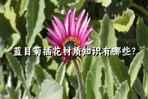 蓝目菊插花材质知识有哪些？