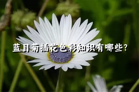 蓝目菊插花色彩知识有哪些？