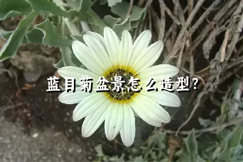 蓝目菊盆景怎么造型？