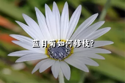 蓝目菊如何修枝？