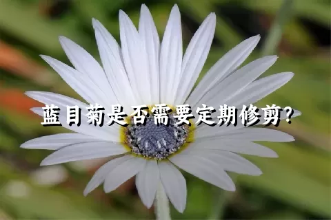 蓝目菊是否需要定期修剪？