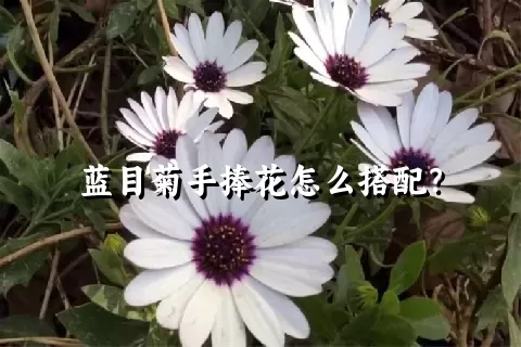 蓝目菊手捧花怎么搭配？