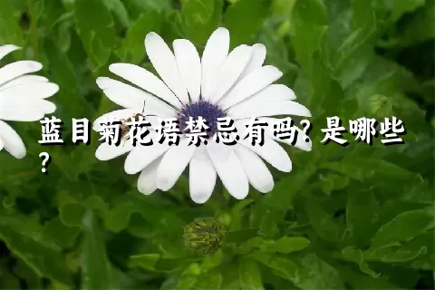 蓝目菊花语禁忌有吗？是哪些？