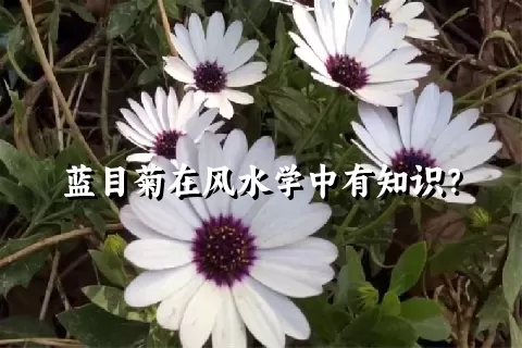 蓝目菊在风水学中有知识？