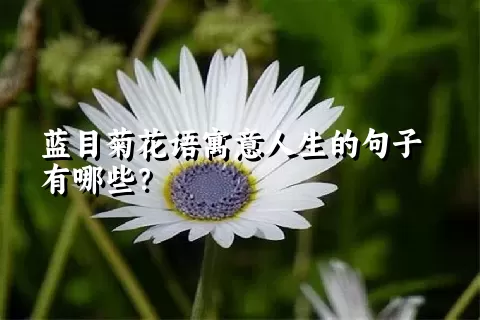 蓝目菊花语寓意人生的句子有哪些？