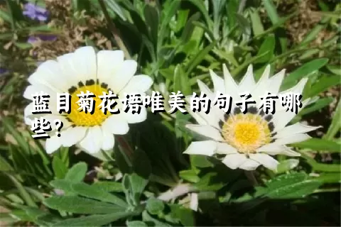 蓝目菊花语唯美的句子有哪些？