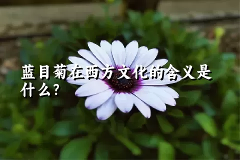 蓝目菊在西方文化的含义是什么？