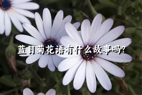 蓝目菊花语有什么故事吗？