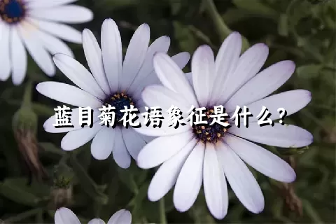 蓝目菊花语象征是什么？