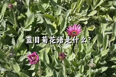 蓝目菊花语是什么？