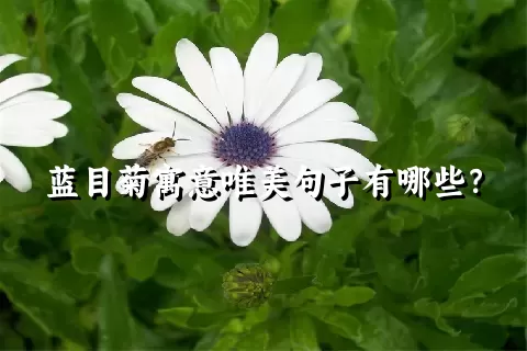 蓝目菊寓意唯美句子有哪些？