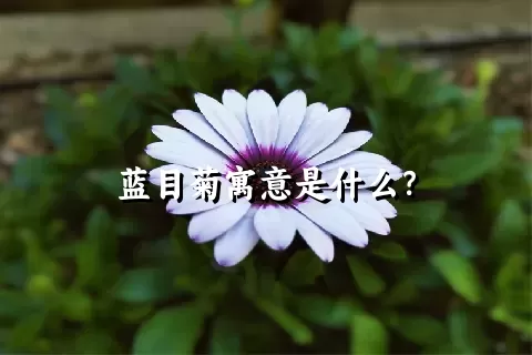 蓝目菊寓意是什么？