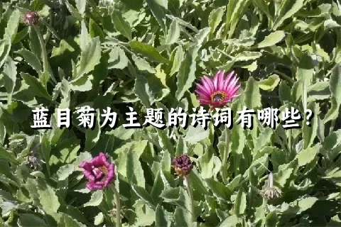 蓝目菊为主题的诗词有哪些？