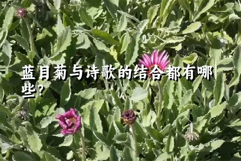 蓝目菊与诗歌的结合都有哪些？