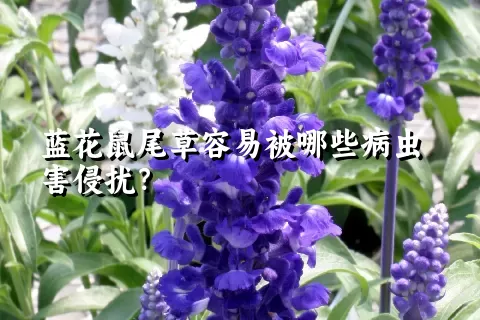 蓝花鼠尾草容易被哪些病虫害侵扰？