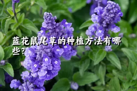 蓝花鼠尾草的种植方法有哪些？