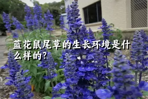 蓝花鼠尾草的生长环境是什么样的？