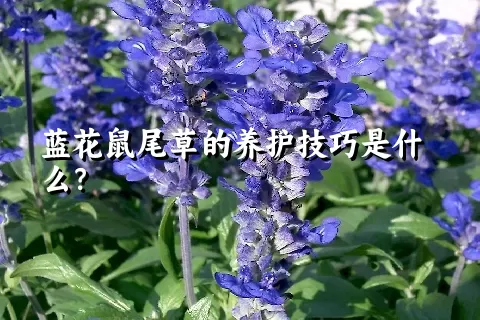 蓝花鼠尾草的养护技巧是什么？