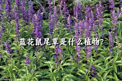 蓝花鼠尾草是什么植物？