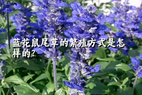 蓝花鼠尾草的繁殖方式是怎样的？