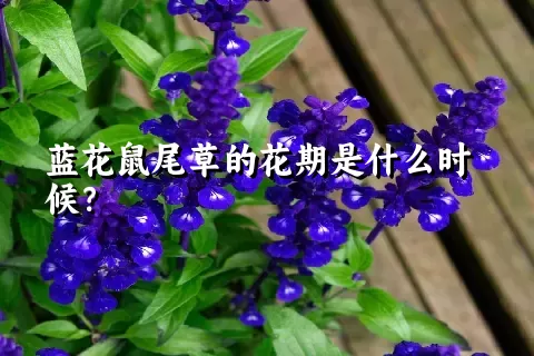 蓝花鼠尾草的花期是什么时候？