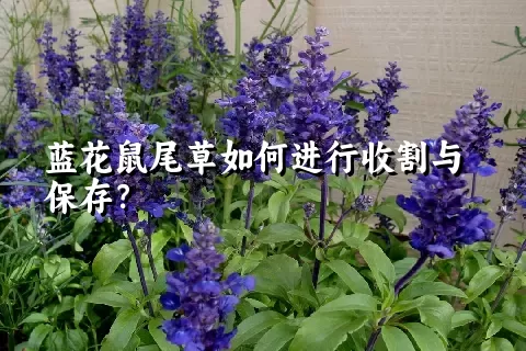 蓝花鼠尾草如何进行收割与保存？