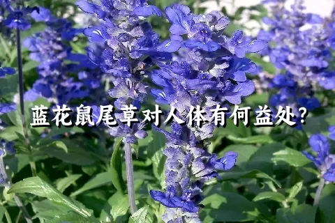 蓝花鼠尾草对人体有何益处？