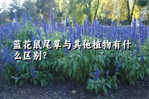 蓝花鼠尾草与其他植物有什么区别？