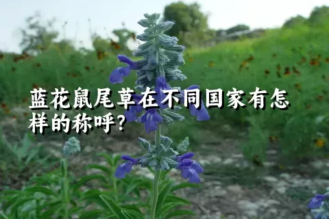 蓝花鼠尾草在不同国家有怎样的称呼？