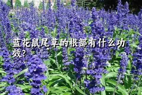 蓝花鼠尾草的根部有什么功效？