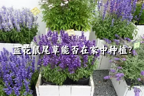 蓝花鼠尾草能否在家中种植？