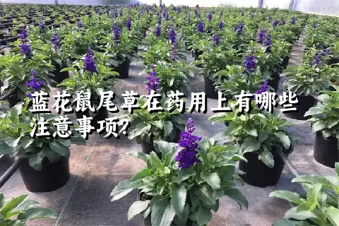 蓝花鼠尾草在药用上有哪些注意事项？