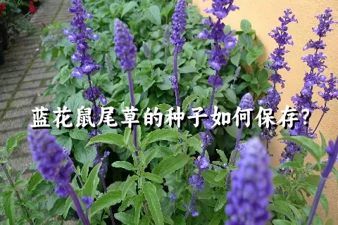 蓝花鼠尾草的种子如何保存？