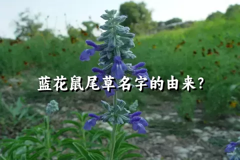 蓝花鼠尾草名字的由来？