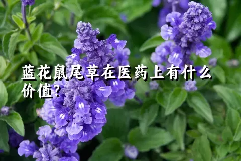 蓝花鼠尾草在医药上有什么价值？