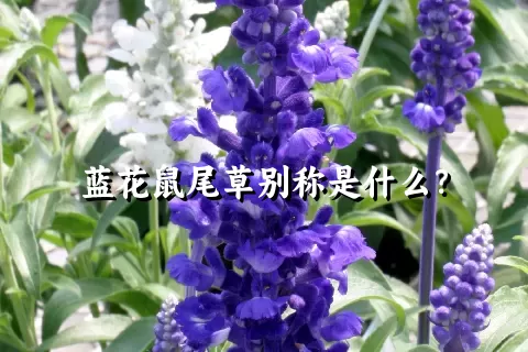 蓝花鼠尾草别称是什么？