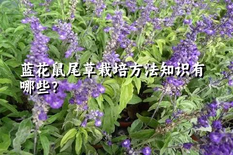 蓝花鼠尾草栽培方法知识有哪些？