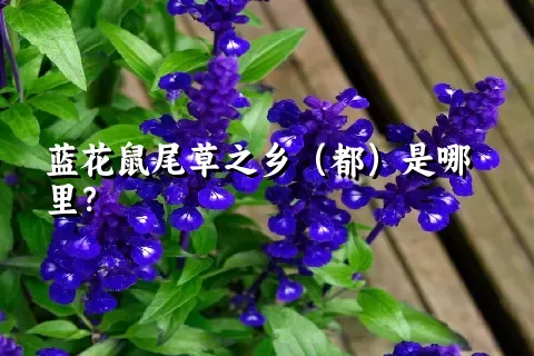 蓝花鼠尾草之乡（都）是哪里？