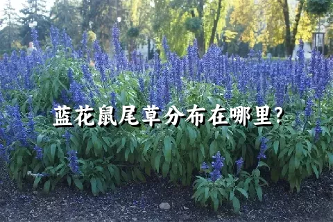 蓝花鼠尾草分布在哪里?