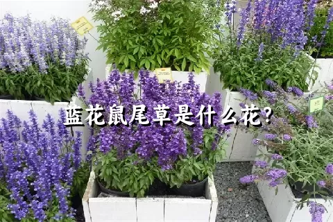 蓝花鼠尾草是什么花？