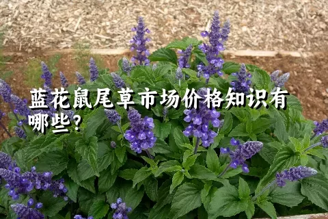 蓝花鼠尾草市场价格知识有哪些？